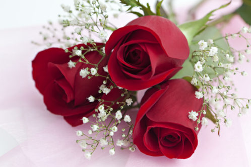 Close up of Red roses and babys breath flowers on a white background